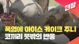 “아이스 과일 케이크 시키신 분?”…여름나기 특별식에 코끼리 ‘함박웃음’ [현장영상] - kakaoTV “아이스 과일 케이크 시키신 분?”... 
