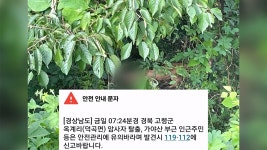 경북 고령 농원서 탈출한 암사자 사살…불법 사육 추정 - kakaoTV 경북 고령 농원서 탈출한 암사자 사살…불법 사육 추정
