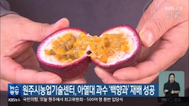 원주시농업기술센터, 아열대 과수 ‘백향과’ 재배 성공 - kakaoTV 원주시농업기술센터, 아열대 과수 ‘백향과’ 재배 성공