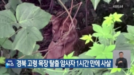 경북 고령 목장 탈출 암사자 1시간 만에 사살 - kakaoTV 경북 고령 목장 탈출 암사자 1시간 만에 사살