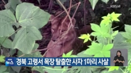 경북 고령서 목장 탈출한 사자 1마리 사살 - kakaoTV 경북 고령서 목장 탈출한 사자 1마리 사살