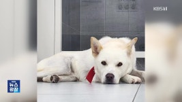 [잇슈 키워드] 주인 매질에도 짖지 않던 강아지…“새 가족 찾아요” - kakaoTV [잇슈 키워드] 주인 매질에도 짖지 않던 강아지…“새 가족... 