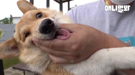 웰시코기ㅣWelsh Corgi Dog Had To Fight Every Day Not To Get... 웰시코기ㅣWelsh Corgi Dog Had To Fight Every Day Not To Get Abandoned Again