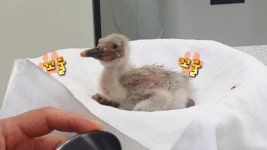 37년 만의 부활, 따오기 ‘복원 프로젝트’ - kakaoTV 37년 만의 부활, 따오기 ‘복원 프로젝트’