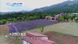 보랏빛 초대 라벤더 - 강원 고성 - kakaoTV 보랏빛 초대 라벤더 - 강원 고성