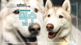집 안을 초토화 시키는 무적의 허스키 형제 ‘창덕&덕수’! - kakaoTV 집 안을 초토화 시키는 무적의 허스키 형제 ‘창덕&덕수’!