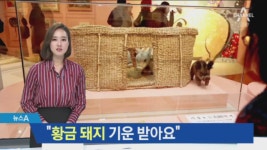 “황금 돼지 기운 받아요”…2019년, 모두 잘 ‘돼지’ - kakaoTV “황금 돼지 기운 받아요”…2019년, 모두 잘 ‘돼지’