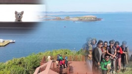 오직 죽도에서만 만날 수 있는 특별한 가이드犬 ‘밍키’ - kakaoTV 오직 죽도에서만 만날 수 있는 특별한 가이드犬 ‘밍키’