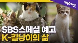 [SBS스페셜 예고] (심멎주의) K-길냥이가 사는 묘한 세상, 길고양이K - kakaoTV [SBS스페셜 예고] (심멎주의) K-길냥이가 사는 묘한 세상... 