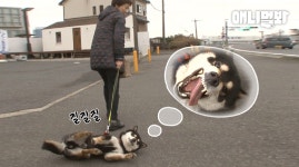 어서와 눕산책은 처음이지? (자막주의ㅋㅋ)ㅣShiba Dog Being Dragged By His Owner?! (Plot Twist) - kakaoTV 어서와 눕산책은... 
