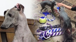 모녀 전쟁 이제 끝! ‘모찌’와 ‘구찌’의 사이 좋은 모녀로 거듭나기 - kakaoTV 모녀 전쟁 이제 끝! ‘모찌’와 ‘구찌’의 사이 좋은 모녀로... 