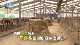 매일 탈출 소동이 일어난다는 농장이 있다?! - kakaoTV 매일 탈출 소동이 일어난다는 농장이 있다?!