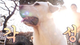 아빠 써니의 ‘무너진 자존심’ 살리기★ (ft. 써니의 돌발행동) - kakaoTV 아빠 써니의 ‘무너진 자존심’ 살리기★ (ft. 써니의 돌발행동)