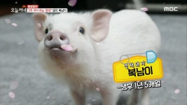 3개 국어 하는 영재?! 돼지 복남이 - kakaoTV 3개 국어 하는 영재?! 돼지 복남이