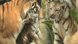 엄마 호랑이를 지치게 하는 ‘호기심 대왕’ 새끼 호랑이! - kakaoTV 엄마 호랑이를 지치게 하는 ‘호기심 대왕’ 새끼 호랑이!