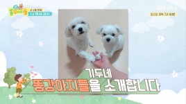 김기두네 똥강아지들을 소개합니다 - kakaoTV 김기두네 똥강아지들을 소개합니다