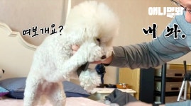 우리집 강아지는 서마트폰 중독입니다.ㅣDog Is Addicted To A Smartphone LOL - kakaoTV 우리집 강아지는 서마트폰... 