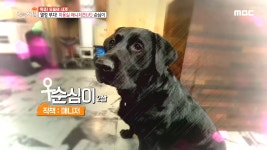 열정 부자! 미용실 매니저 견(犬) 순심이 - kakaoTV  열정 부자! 미용실 매니저 견(犬) 순심이