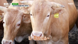 최고의 맛과 품질을 위해 노력하는 고흥한우! MBN 210806 방송 - kakaoTV 최고의 맛과 품질을 위해 노력하는 고흥한우! MBN 210806 방송