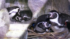 좋은 부모 되기 연습 중인 펭귄 부부 ‘수성이·신천이’ - kakaoTV 좋은 부모 되기 연습 중인 펭귄 부부 ‘수성이·신천이’