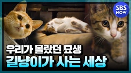 [SBS 스페셜] 요약 우리가 몰랐던 묘생, 길냥이가 사는 세상... 길냥이가 사는 세상 -길고양이K- / SBS Special Preview | SBS NOW