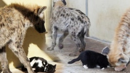 어마무시 맹수 하이에나와 동거하는 고양이 - kakaoTV 어마무시 맹수 하이에나와 동거하는 고양이