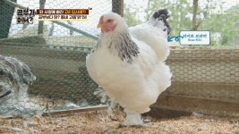 관상용 닭에 입덕?! 게임보다 닭의 매력에 푹 빠진 석원 학생! - kakaoTV 관상용 닭에 입덕?! 게임보다 닭의 매력에 푹 빠진 석원 학생!