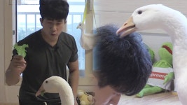 ‘천재 거위 커플’ 지니어스한 아파트 라이프 - kakaoTV ‘천재 거위 커플’ 지니어스한 아파트 라이프