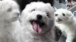 와이퍼가 침입자?! 둥이의 ‘와이퍼’ 이겨내기☆ - kakaoTV 와이퍼가 침입자?! 둥이의 ‘와이퍼’ 이겨내기☆