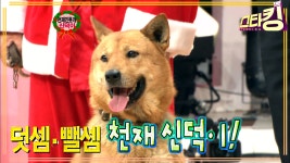 [스타킹] 천재 진돗개 신덕이 | STARKING EP.96 - kakaoTV [스타킹] 천재 진돗개 신덕이 | STARKING EP.96