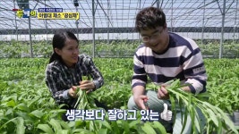 풍물 (경남 사천의 보물 아열대 채소 ′′공심채′′) - kakaoTV  풍물 (경남 사천의 보물 아열대 채소 ′′공심채′′) 