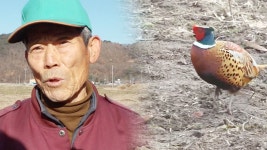 할아버지를 따라다니는 꿩의 진실 ‘만만한 상대’ - kakaoTV 할아버지를 따라다니는 꿩의 진실 ‘만만한 상대’