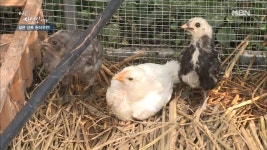 자연인의 동물농장 大공개! 댕댕이&병아리 콜라보♥ - kakaoTV 자연인의 동물농장 大공개! 댕댕이&병아리 콜라보♥