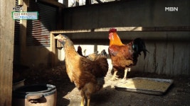 그놈의 닭! 한 번만 더 밖으로 나오게 해 봐! - kakaoTV 그놈의 닭! 한 번만 더 밖으로 나오게 해 봐!