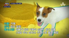 예능감 충만?! 희철 닮은 프로 犬 기복의 대활약! - kakaoTV 예능감 충만?! 희철 닮은 프로 犬 기복의 대활약!