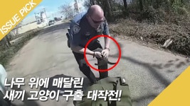 나무 위에 매달린 새끼 고양이 구출 대작전! - kakaoTV 나무 위에 매달린 새끼 고양이 구출 대작전!