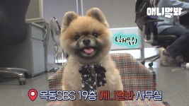 [브로드개스팅챌린지 6화] ㅣDog Doing Dog Challenges In Broadcast... [브로드개스팅챌린지 6화] ㅣDog Doing Dog Challenges In Broadcast... 