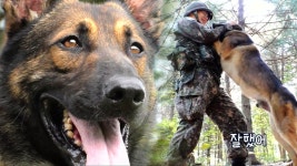 사고뭉치 ‘바둑이’의 걱정 투성(?) 군견 자격 평가 테스트! - kakaoTV 사고뭉치 ‘바둑이’의 걱정 투성(?) 군견 자격 평가 테스트!