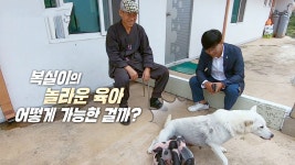 사람보다 대단한 ‘모성애 犬’ 복실이의 육아 - kakaoTV 사람보다 대단한 ‘모성애 犬’ 복실이의 육아