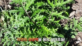 우리 몸에 좋은 산야초 효소를 아십니까? - kakaoTV 우리 몸에 좋은 산야초 효소를 아십니까?