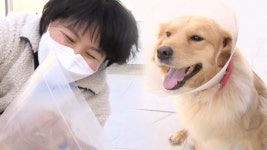 수술 후 정상 배변이 가능해진 모모! (ft. 의료진의 노력) - kakaoTV 수술 후 정상 배변이 가능해진 모모! (ft. 의료진의 노력)