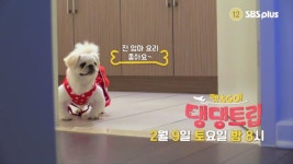 [펫츠고! 댕댕트립 ] 11회 예고 - kakaoTV [펫츠고! 댕댕트립 ] 11회 예고