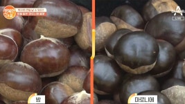 밤을 닮은 마로니에 열매 잘못 먹으면 독이! - kakaoTV 가을철 산에서 밤 줍지 마라?! 밤을 닮은 마로니에 열매 잘못 먹으면 독이!