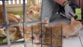 ‘오구오구~’ 드디어 세상 밖으로 나온 고양이 대가족♥ - kakaoTV ‘오구오구~’ 드디어 세상 밖으로 나온 고양이 대가족♥