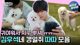 포메 따따 귀여워서 벽 치다가 우리집 원룸됨 ㅠㅠ 김우석네 반려견 따따 모음ZIP! ㅣ... 포메 따따 귀여워서 벽 치다가 우리집 원룸됨 ㅠㅠ... 