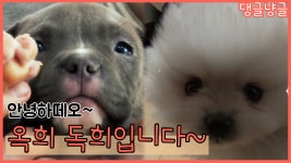 [댕글냥글] 양세형,세찬 형제의 새식구! 옥희독희를 소개합니다~ - kakaoTV [댕글냥글] 양세형,세찬 형제의 새식구! 옥희독희를 소개합니다~