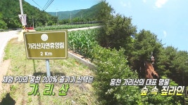 ‘산속 짜릿한 체험’ 가능한 홍천 ‘가리산’ - kakaoTV ‘산속 짜릿한 체험’ 가능한 홍천 ‘가리산’