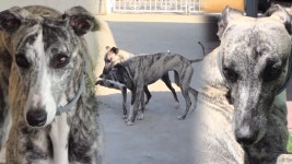 ‘휘핏 자매 전쟁’ 동생 퀴나를 괴롭히는 놀부 심보 주디스! - kakaoTV ‘휘핏 자매 전쟁’ 동생 퀴나를 괴롭히는 놀부 심보 주디스!