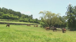 제주 경주마 목장 142곳 ‘빚더미’…절망에 빠진 농가 - kakaoTV 제주 경주마 목장 142곳 ‘빚더미’…절망에 빠진 농가
