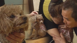 ‘아빠 싫개’ 토리의 오해, 그리고 기특한 변신! (ft. 눈물바람) - kakaoTV ‘아빠 싫개’ 토리의 오해, 그리고 기특한 변신! (ft. 눈물바람)